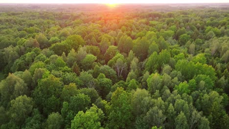 Drone capture Gavieze woodland landscape in Latvia glowing, summer evening light