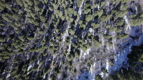 Aerial-top-down-view-of-wintery-snow-covered-pine-trees-in-a-mountain-forest