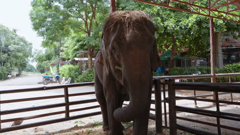 asian elephant eating sugar cane in thailand