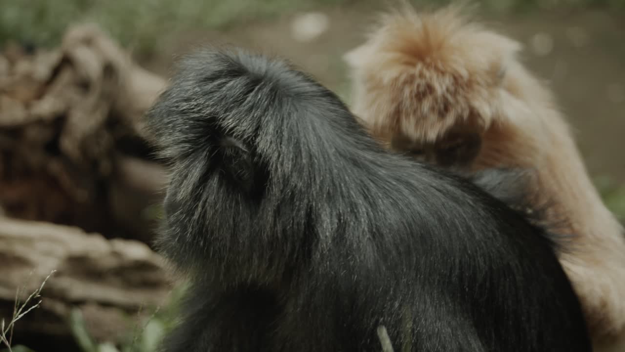 pequeños monos langur negros y amarillos limpiándose unos a otros, recogiendo insectos de la piel