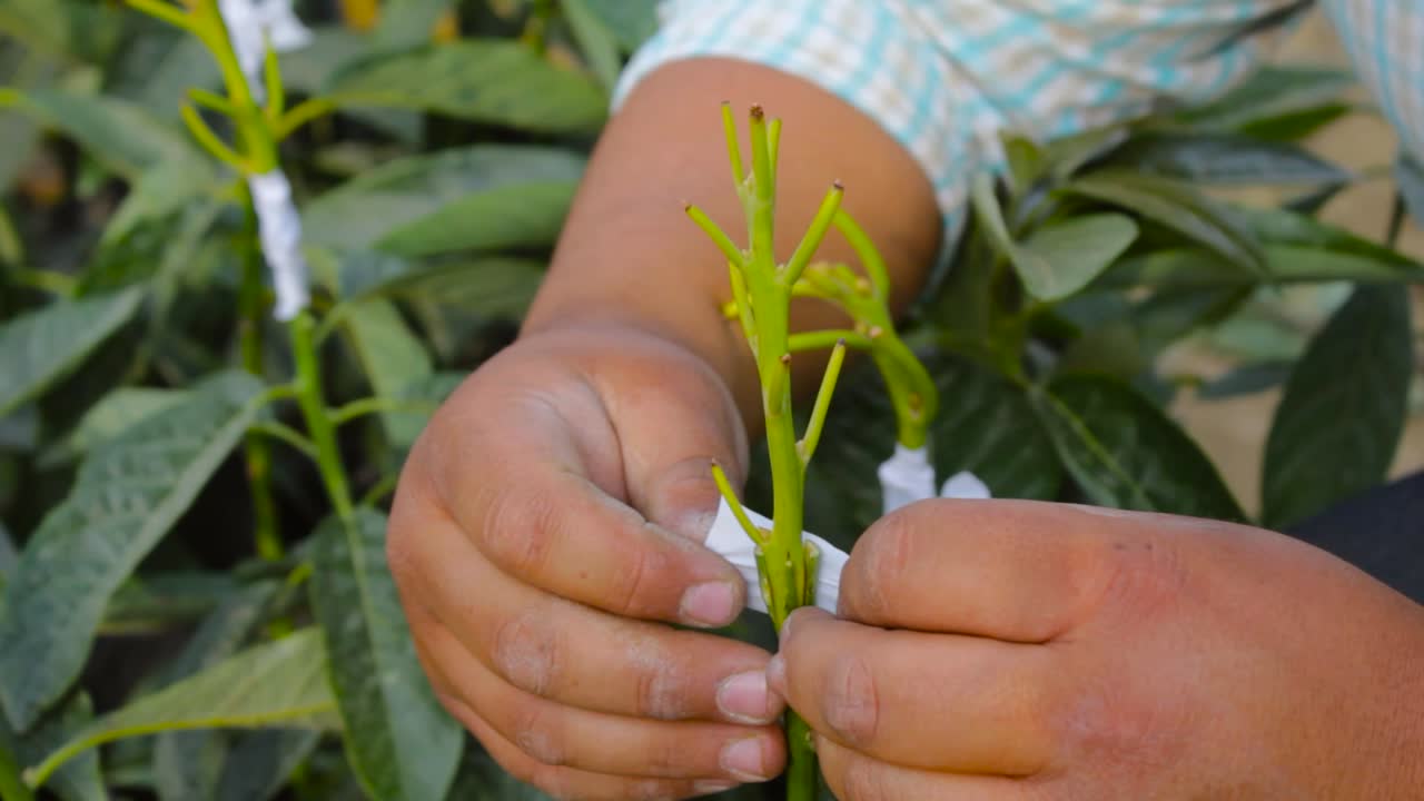 video de primer plano de un injerto de planta de aguacate
