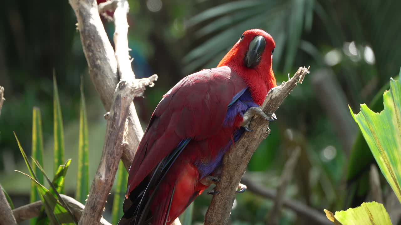 alertado eclectus molucano pájaro hembra sentado en la rama de un árbol iluminado por la luz del sol del día en la selva tropical de bali - seguimiento de primer plano