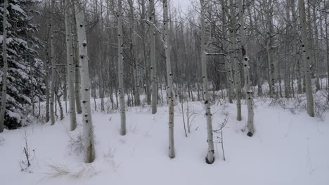 tormenta de nieve diciembre enero navidad invierno aspen masa de nieve desierto bosque de árboles polvo profundo escénico nieve colorado montañas rocosas telluride cresta butte vail todavía cámara lenta
