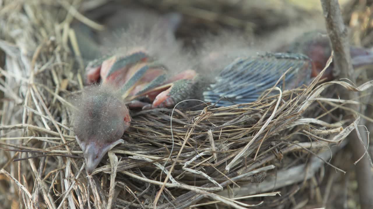 Newborn baby birds in nest panting from heat