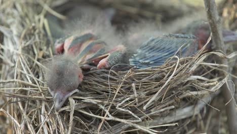 newborn baby birds in nest panting from heat