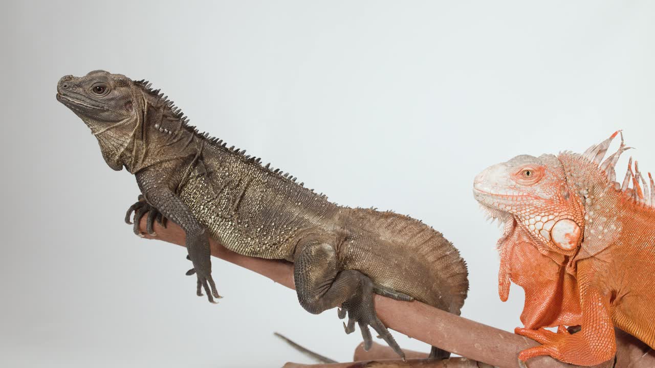 Una lucertola dalla vela marrone mangia una camola mentre è appollaiata accanto a un'iguana rossa su del legno.
