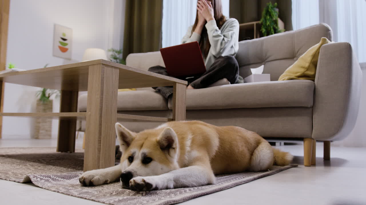 카 에 누워 있는 지루 한 개