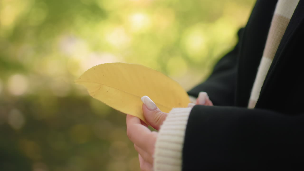 Close up view shows neatly manicured hands holding dry yellow leaf, gentle touch, soft bokeh background, cozy sweater cuff, black coat, calm autumn mood, nature study under warm sunlight