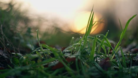 green leafs moving in the wind, slowmotion in 4k