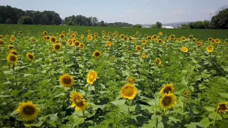 Sunflowers-field-in-Pennsylvania-drone-video