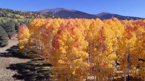 Orangefarbene-Und-Gelbe-Espenbäume-Im-Herbst