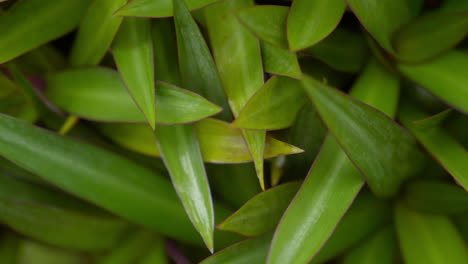 Hojas verdes de fondo
