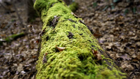 vibrant green moss growing on the top of a downed tree