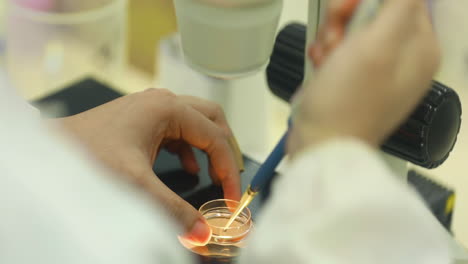 biotechnology medical staff performing a biological experiment on cell culture essay in a sterile environment of designated biosafety laboratory at research facility.