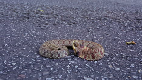 medium close up low angle shot of an eastern hognose snake, heterodon platirhinos, as it reacts to a perceived threat by flattening its neck and opening its mouth, then flicks its tongue