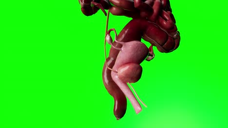 female reproductive system anatomy medical concept 3d animation