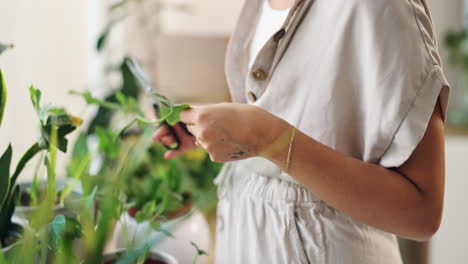 woman caring for houseplants