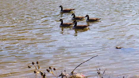 five canadian geese attempt to swim upstream in a fast flowing current