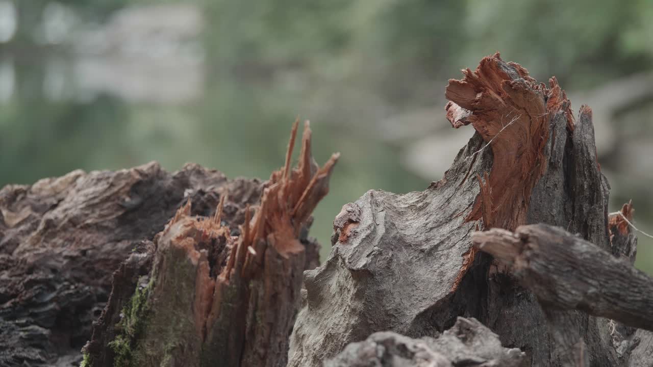 Kaatuneen puun katkenneita osia Wissahickon Creekin varrella, taustalla liikkeen sumennus.