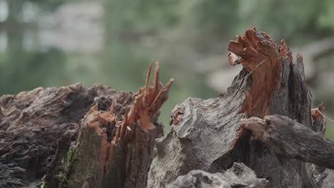 broken parts of fallen tree along wisshaickon creek, with background out-of-focus motion