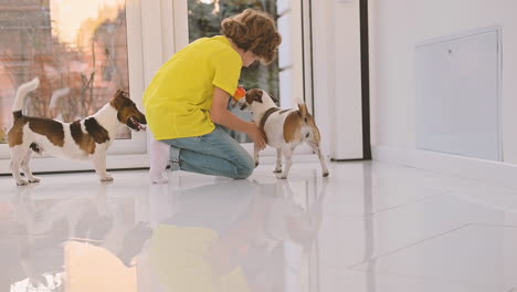 niño rubio con el pelo rizado arrodillado en el suelo mientras juega con una pelota con sus perros