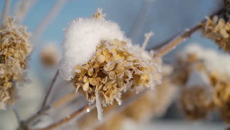 close up of frost covered withered hydrangea flowers. winter beauty with delicate nature in frosty detail.