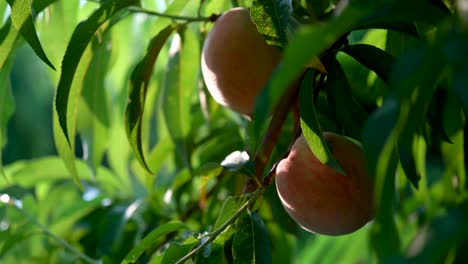 static shot of ripe peaches on a tree shaking as farm hands pick ripe peaches-1