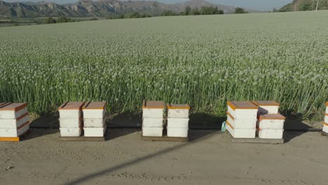 aerial pull back and rise over beehives set against a green onion field on a sunny day