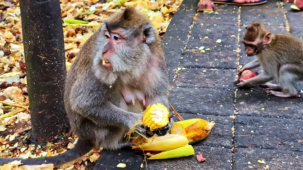 Long tailed macaques feeding on the street at the Monkey Forest Ubud, Bali