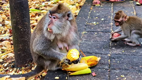 long tailed macaques feeding on the street at the monkey forest ubud, bali