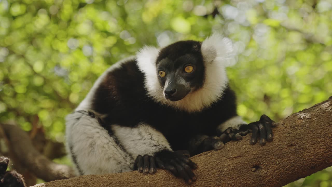 지친 레무르가 나무에서 거리고 있다.