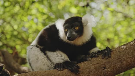 tired lemur yawning on the tree