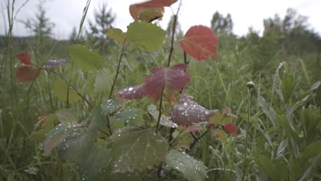 wet leaves in a meadow