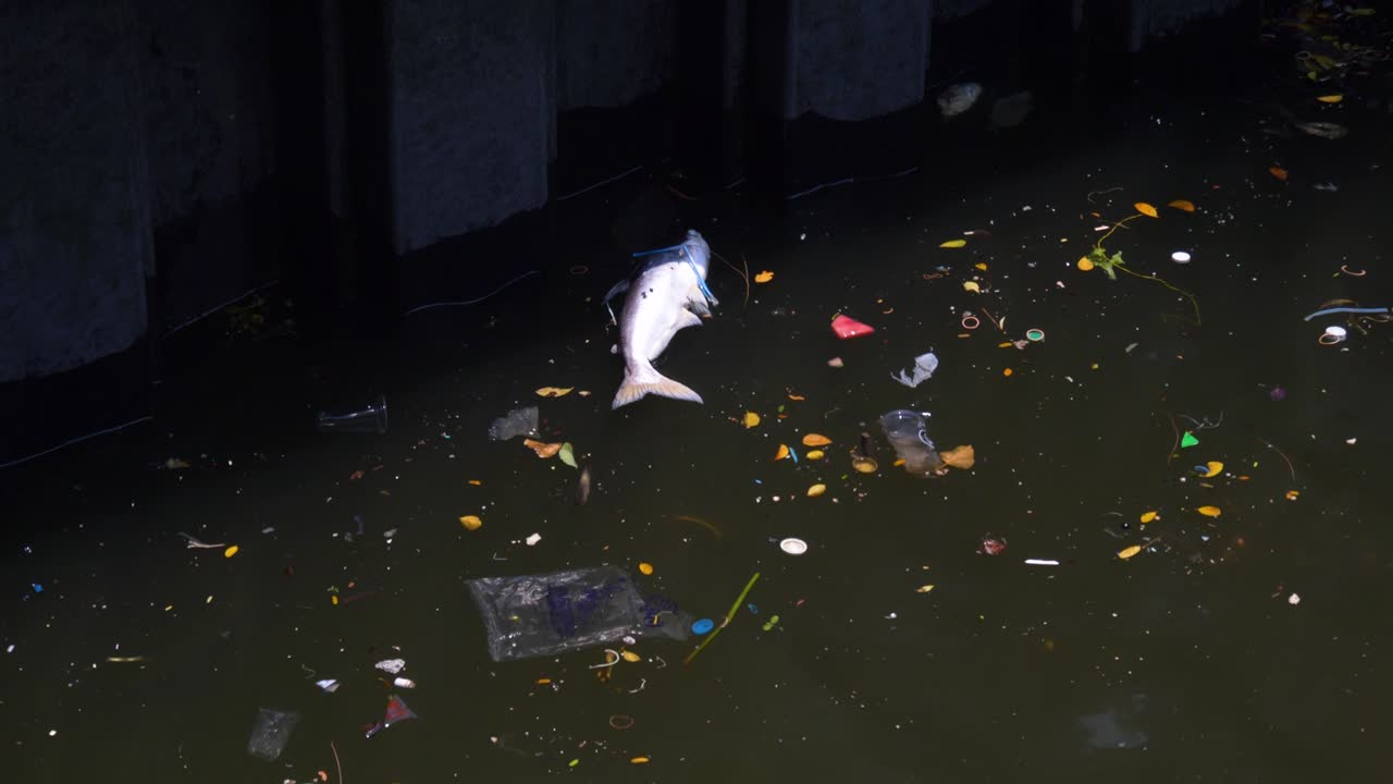Dead fish floating in polluted waters of the busy Chao Phraya River in Bangkok, Thailand