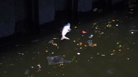 dead fish floating in polluted waters of the busy chao phraya river in bangkok, thailand