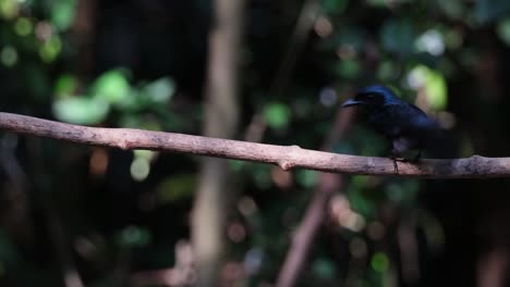 Facing-left-as-it-frantically-looks-around-then-hops-down-to-make-a-quick-dive-in-the-water-and-then-returns-with-it-back-on-the-camera-then-hops-around,-Bronzed-Drongo-Dicrurus-aeneus,-Thailand