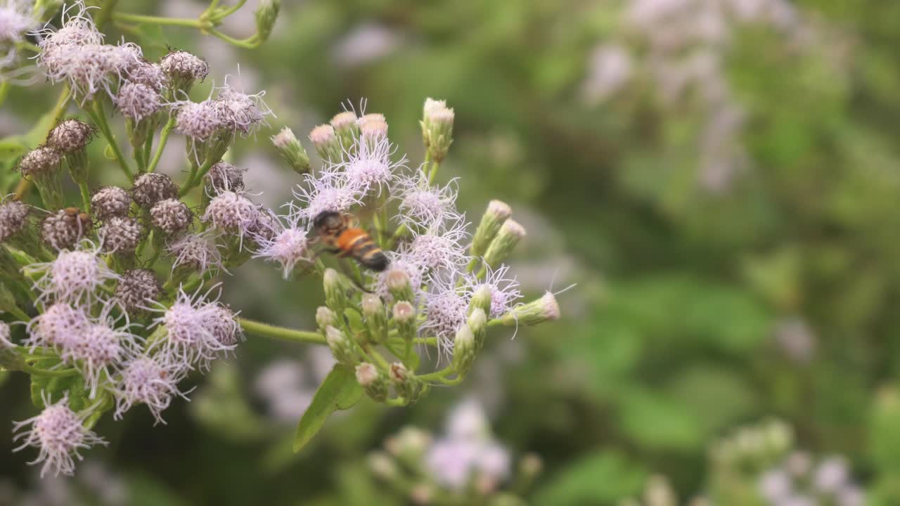 las abejas recogen miel de las flores silvestres