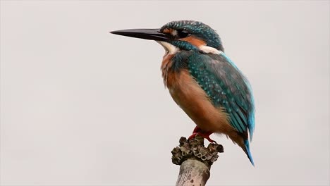 Dieser-Gemeine-Eisvogel-War-So-Freundlich,-Dass-Er-Es-Mir-Ermöglichte,-Ganz-Nah-Heranzukommen,-Als-Ich-Dieses-Filmmaterial-Aufnahm