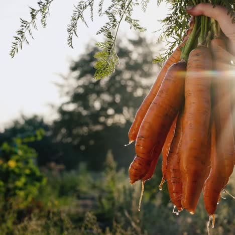 farmer's hand holds a bunch of fresh carrots