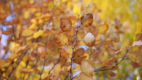 coloridas hojas de otoño en las ramas de los árboles de olmo - disparo en órbita
