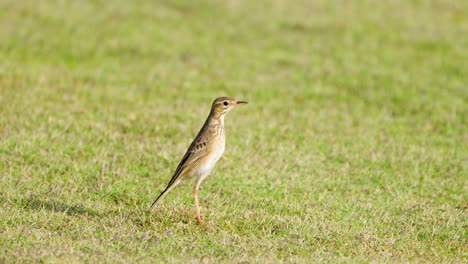 paddyfield pipit or oriental pipit perched on cut green grass lawn and stares looking out - profile