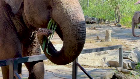 elephant eating grass