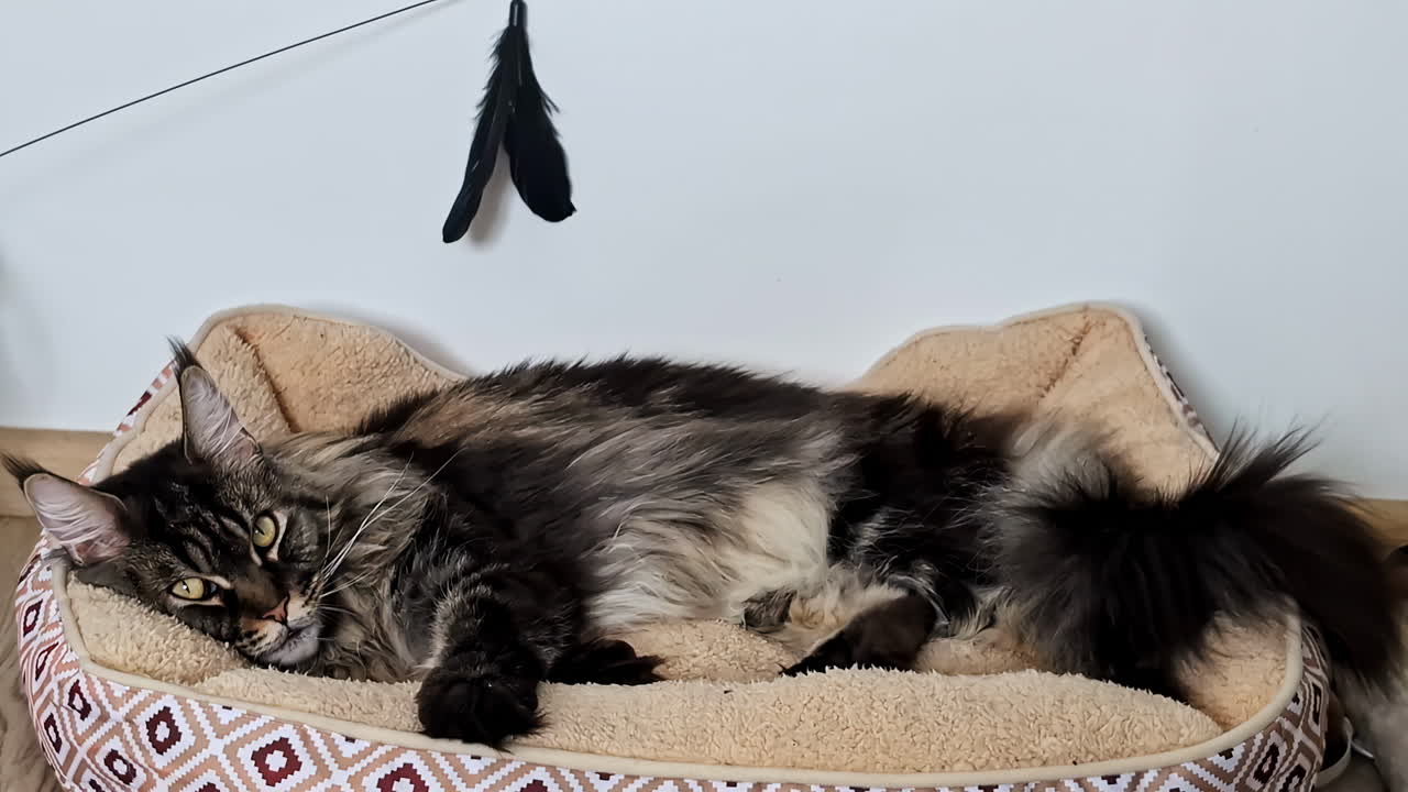 el gato maine coon descansando y mirando fijamente a la cámara