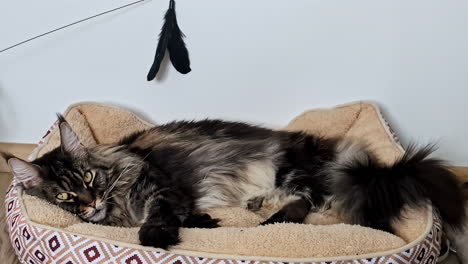 Maine-Coon-Katze-Ruht-Sich-Aus-Und-Starrt-In-Die-Kamera