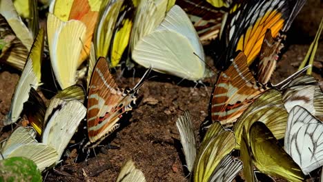visto junto con algunas mariposas amarillas, punto de cola de espada graphium nomius, parque nacional kaeng krachan, tailandia