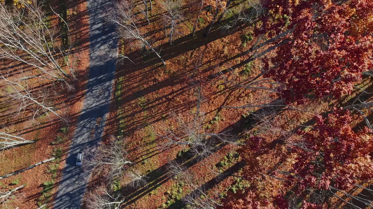 Aerial video view of a car on a forest road, surrounded by autumn foliage