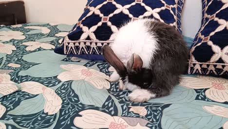 cute black and white bunny rabbit on bed cleaning close up shot