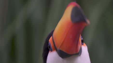 Nahaufnahme-Eines-Farbenfrohen-Toco-Tukans,-Der-In-Der-Natur-Friedlich-In-Die-Kamera-Blickt