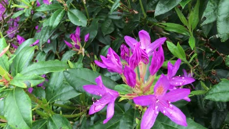 A-flowering-purple,-white-and-yellow-Rhododendron-shrub