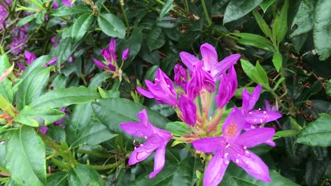 Un-Arbusto-De-Rododendro-Morado,-Blanco-Y-Amarillo-En-Flor